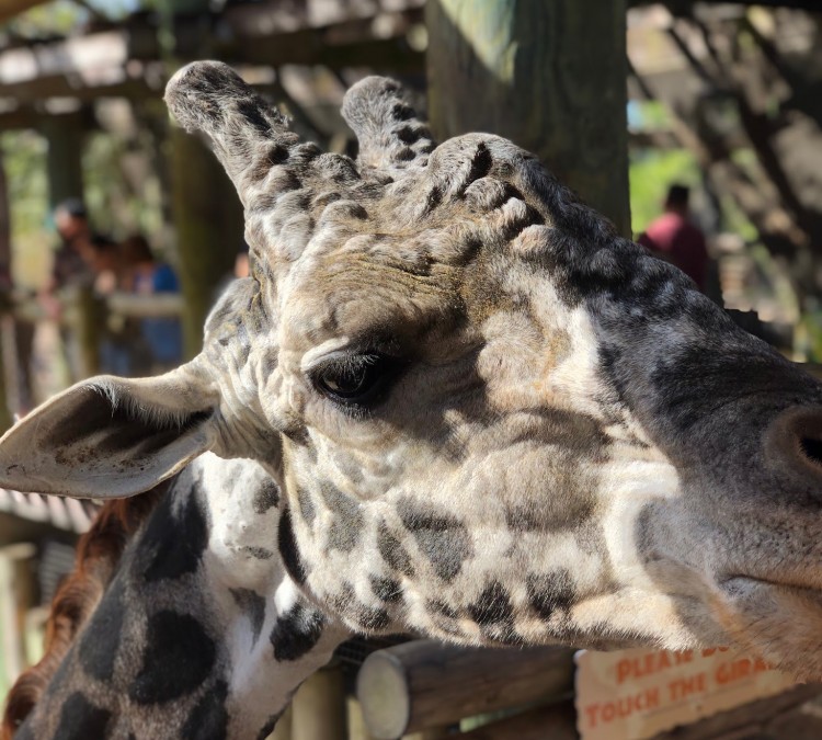 giraffe-enclosure-in-brevard-zoo-photo